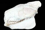 Oreodont (Eporeodon) Skull - South Dakota #77816-1